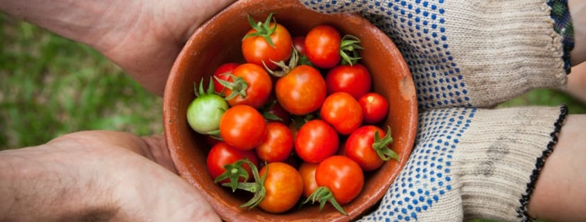 ISO 22000: Auditing Food Fraud and Authenticity